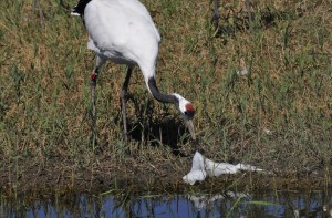 crane-plastic-bag.jpg